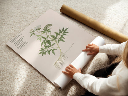 Meadow Minari Memory